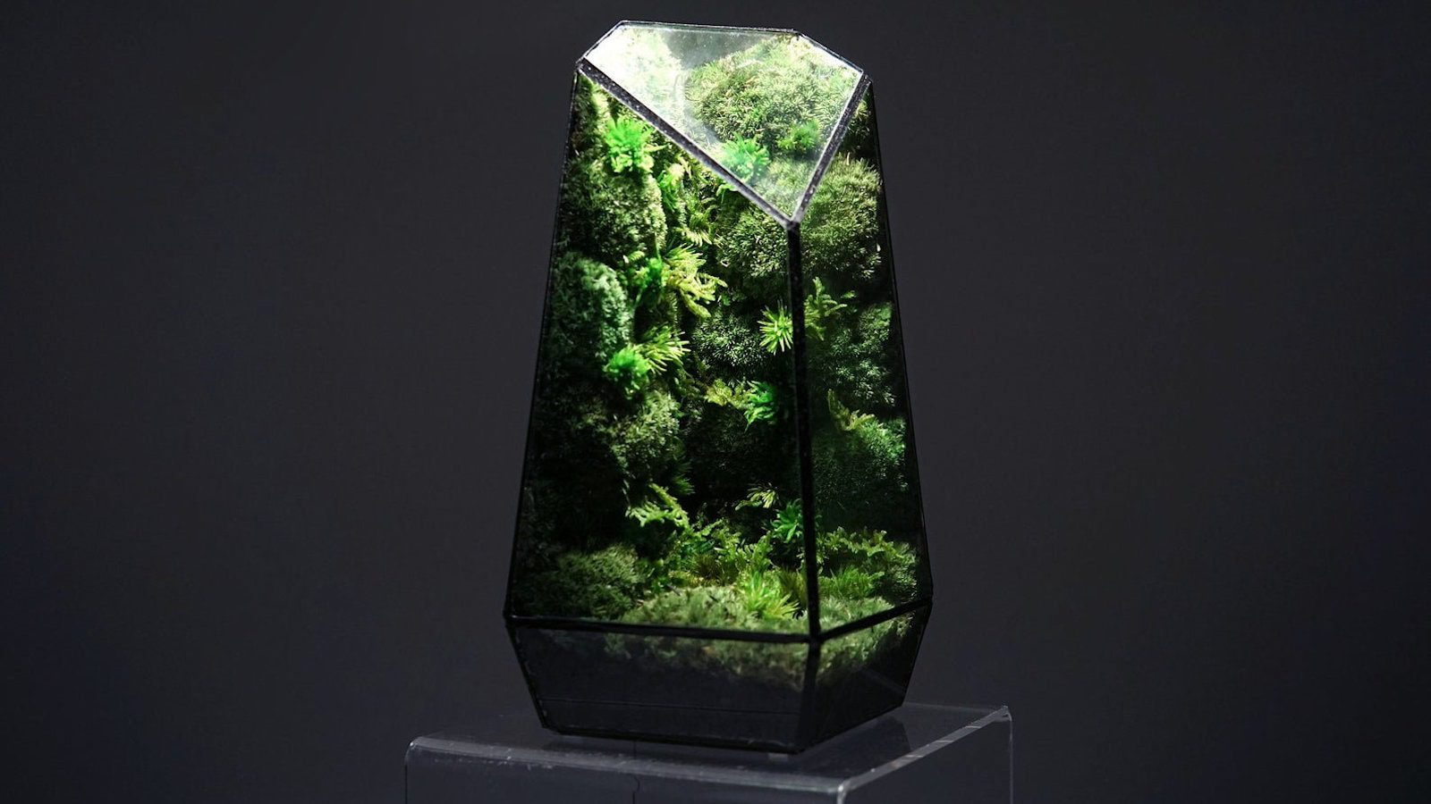 Terrarium Inspiration