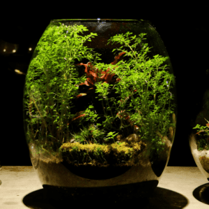 The Science Behind Terrariums: How to Create a Living Environment for Your Plants