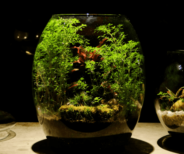 The Science Behind Terrariums How to Create a Living Environment for