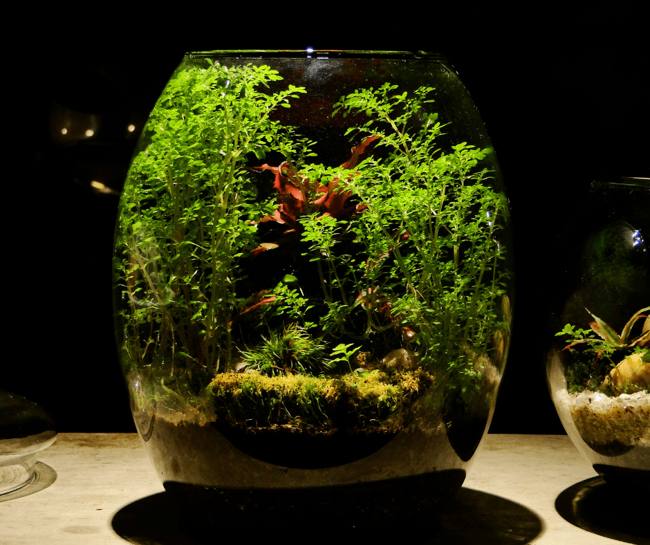Tips For Sustainably Sourcing Local Moss for Your Terrarium - Terrarium  Creations