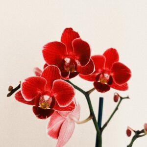 red orchid flowers on red background