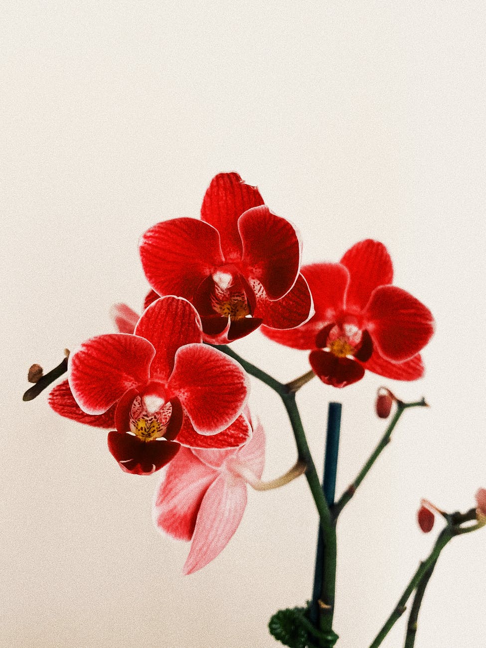 red orchid flowers on red background