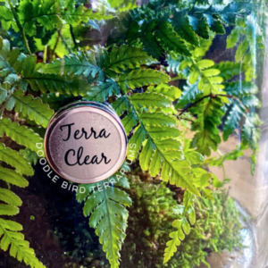 How to clean your terrarium