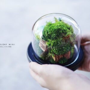 Ready to fly: The Colony Mini (Normal design) – A botanical sculpture collection by TerraLiving, Preserved Moss Terrarium