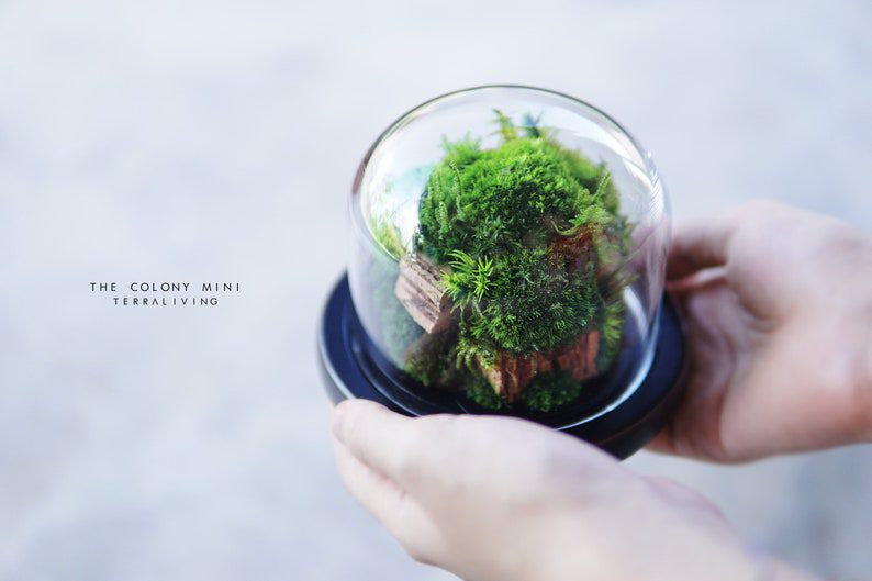 Ready to fly: The Colony Mini (Normal design) – A botanical sculpture collection by TerraLiving, Preserved Moss Terrarium