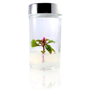 Bloomify Celosia Terrarium