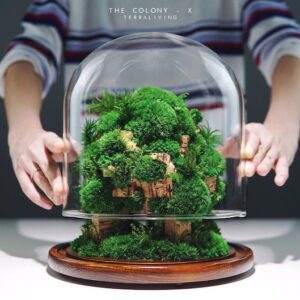 Ready-to-fly: The Colony – X ; Tree Moss Forest, ZERO Moss Botanical Sculpture, Luxurious Preserved Moss Terrarium by TerraLiving.