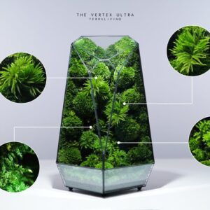 Ready-to-fly: The Vertex Ultra (L) – Tree Moss Forest, Botanical Collection, Geometric Preserved Moss Terrarium by TerraLiving