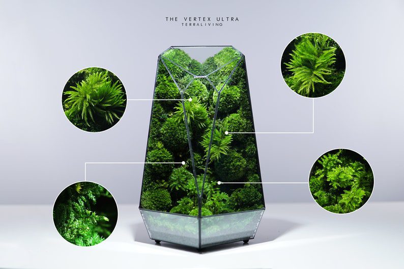 Ready-to-fly: The Vertex Ultra (L) – Tree Moss Forest, Botanical Collection, Geometric Preserved Moss Terrarium by TerraLiving
