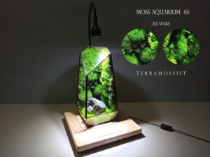 Miniature Forest Art Decor İndoor The Vertex Kit Preserved Moss  Glass Vessels Geometric Terrarium Exclusive design by TerraMossIST Gallery