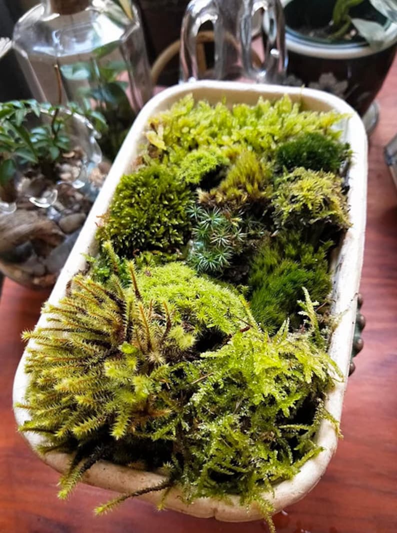 Tips For Sustainably Sourcing Local Moss for Your Terrarium