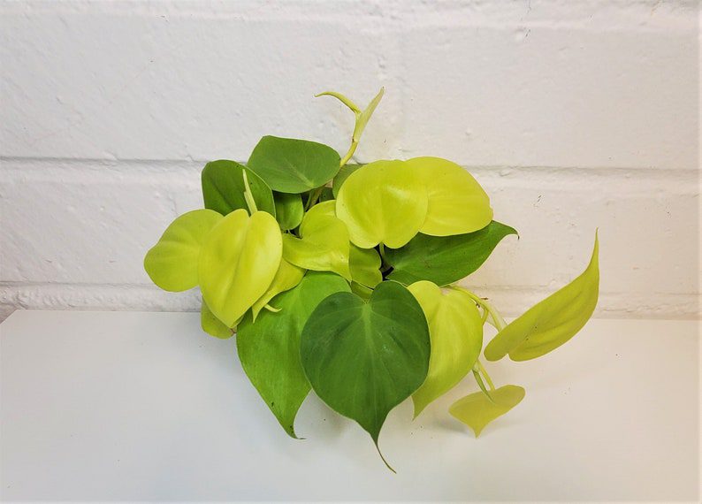 Rare Philodendron Hederaceum “Lemon Lime” /neon cordatum, lime green foliage/ vining house plant in 3",4",6" pot , also available in cutting