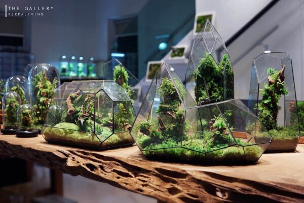 TerraLiving Preserved Moss Terrariums