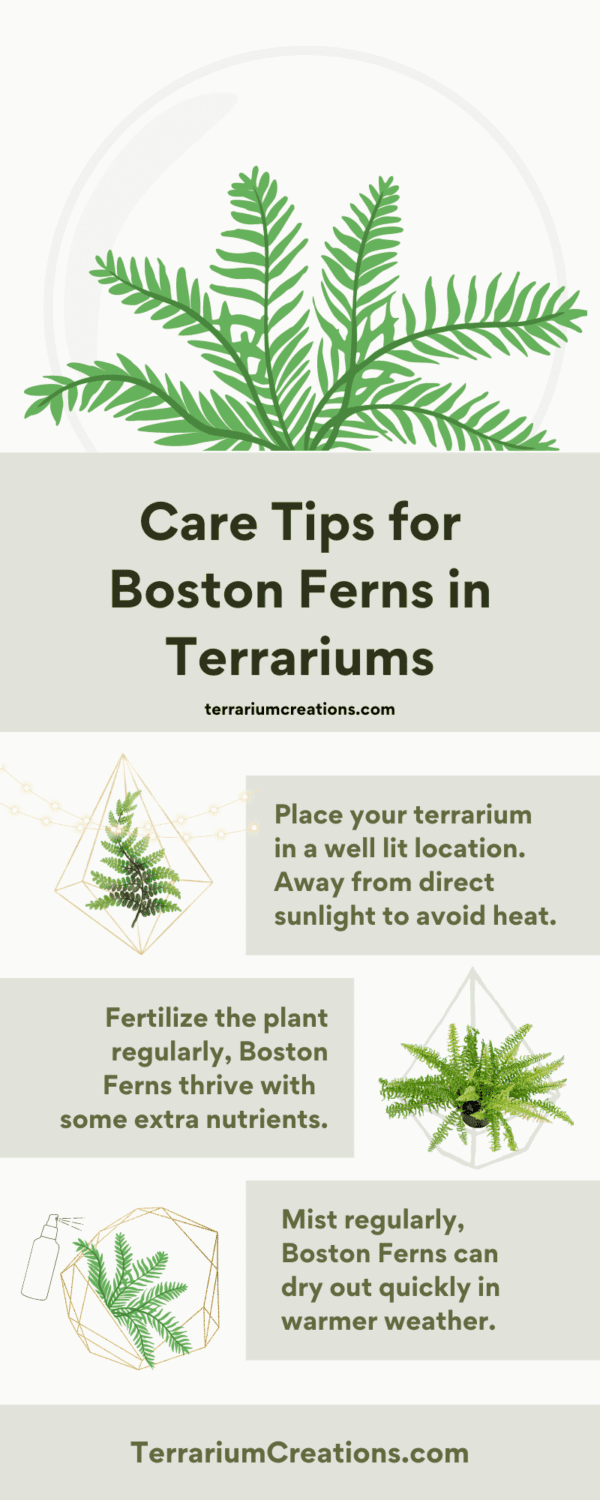 Boston Ferns in Terrariums Terrarium Creations