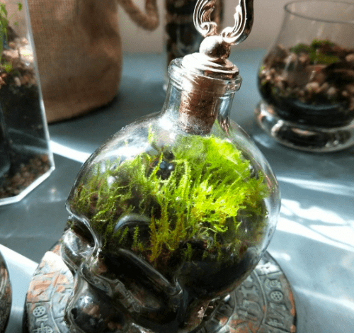 Here's How to Make Your Own Terrarium Coffee Table — DIY Terrarium Coffee  Table Guide