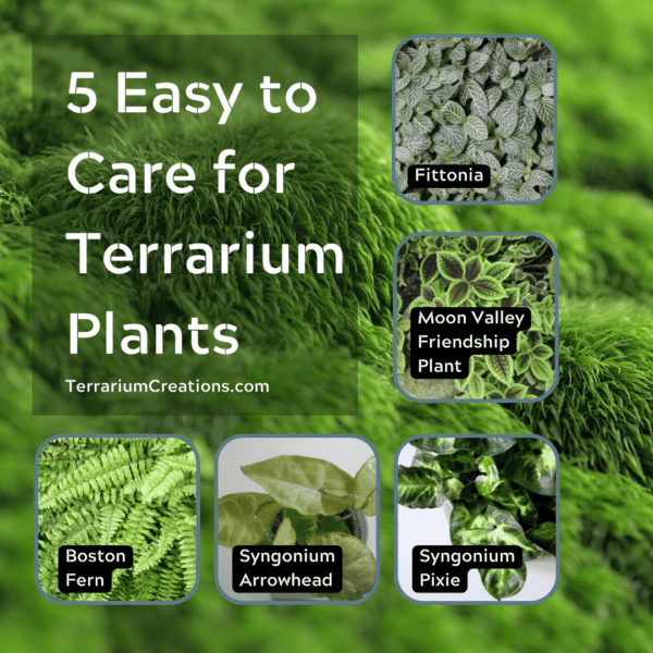 5 Easy to Care for Terrarium Plants and Where to Buy Terrarium Creations