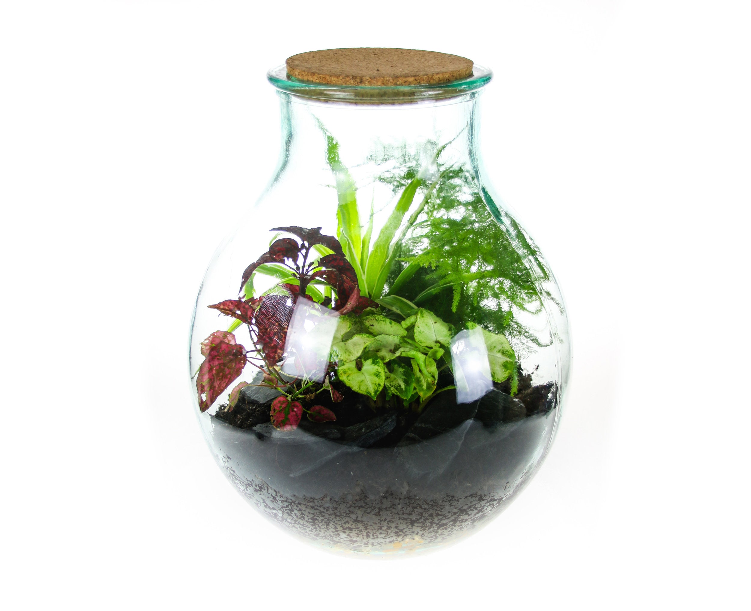 15L Medium Wide Neck Glass Bottle Closed Terrarium Kit Available With Living Forest House Plants | Gift Ideas Real Indoor Plants