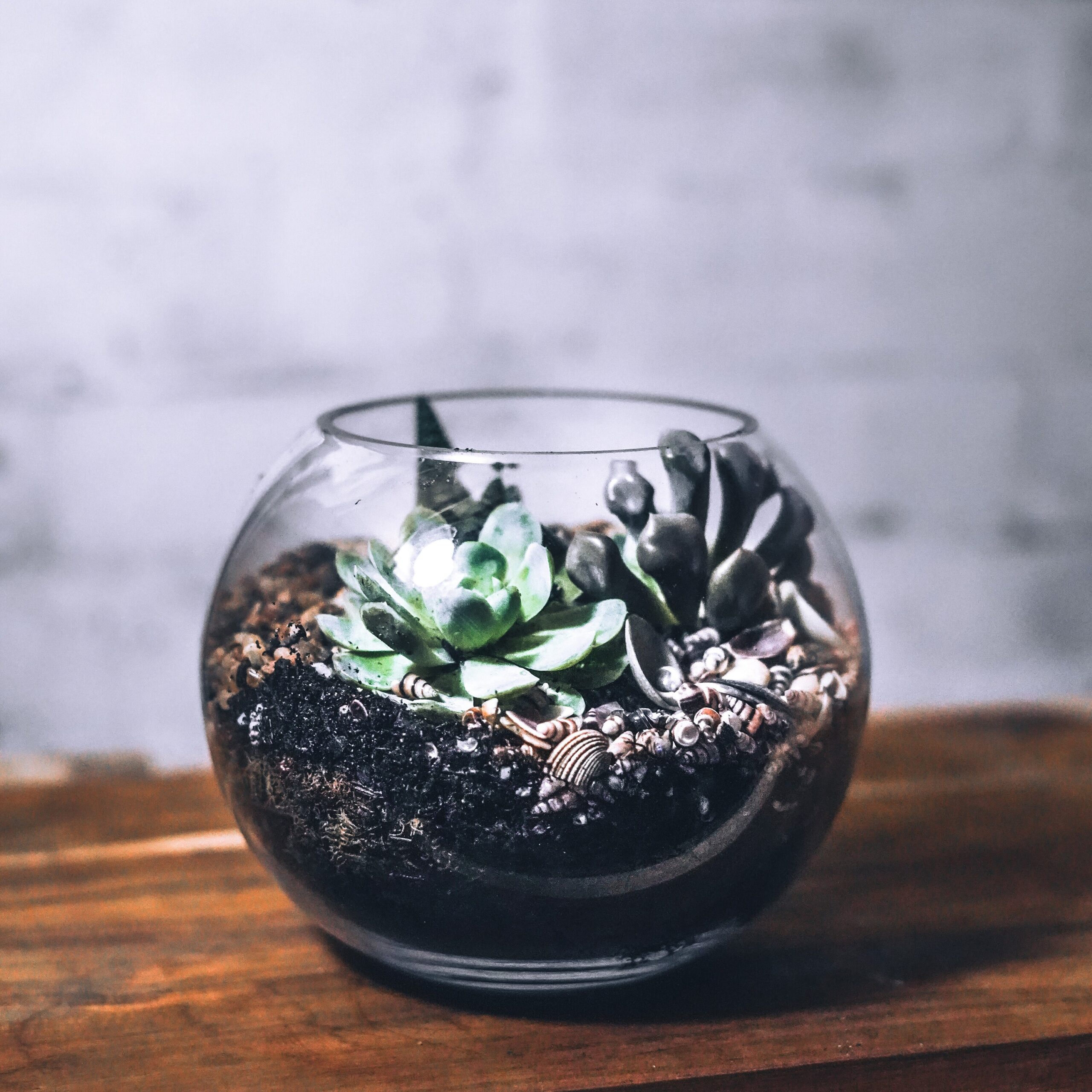 18cm Coastal Diy Terrarium Kit, 3 Succulents, Create Your Own Terrarium