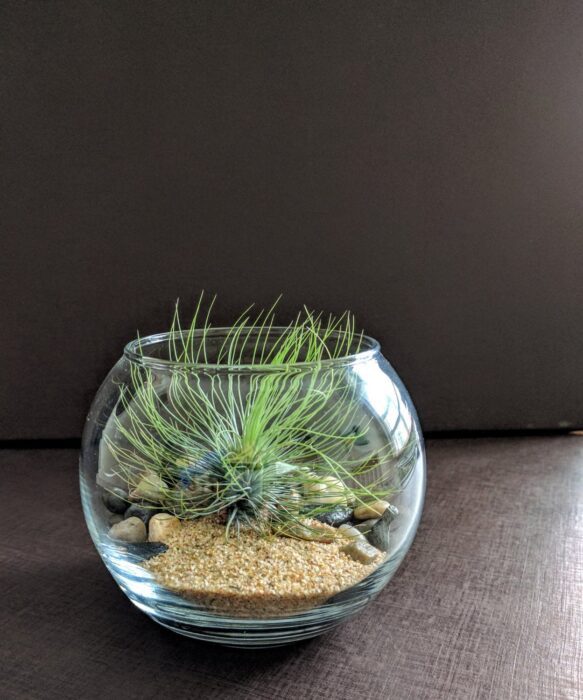 Air Plant Glass Globe Terrarium Kit With Plant, Sand & River Rock - Great Gift
