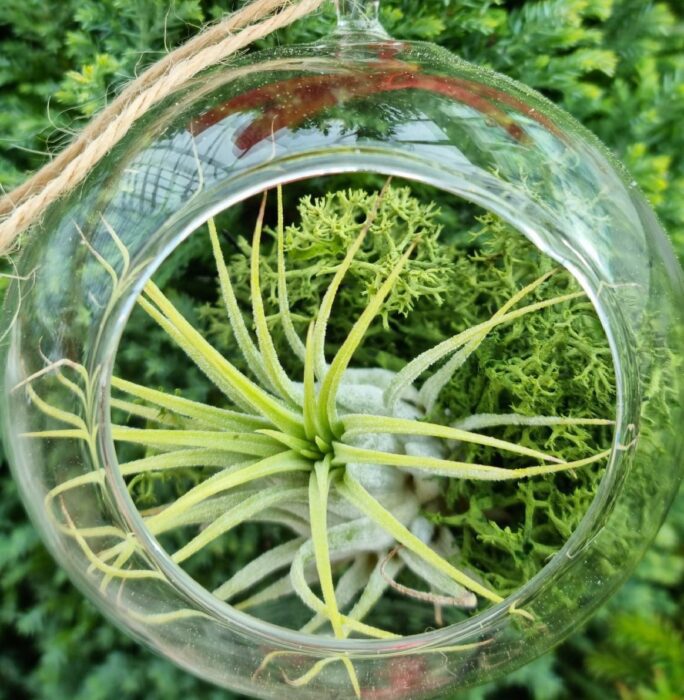 Airplant in Hanging Spherical Terrarium | 8cm - Glass Globe With Reindeer Moss Kit Christmas Birthday Wedding Gift House Bathroom Decor