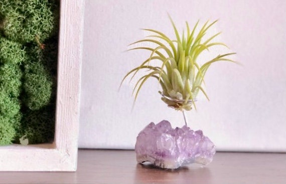 Amethyst Plant Holder With Air - Tillandsia Gemstone Healing Stone Display Raw Crystal Gift For Friends
