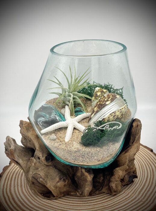 Beach Decor Includes Starfish, Seashell, Pebbles & Moss, Air Plant Terrarium Diy, Hand Blown Glass, 6x6"