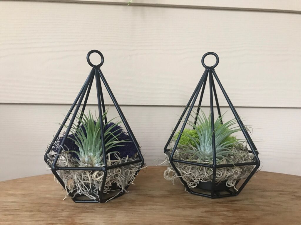 Black Hanging Metal Air Plant Terrarium Kit, Diy Terrarium, Living