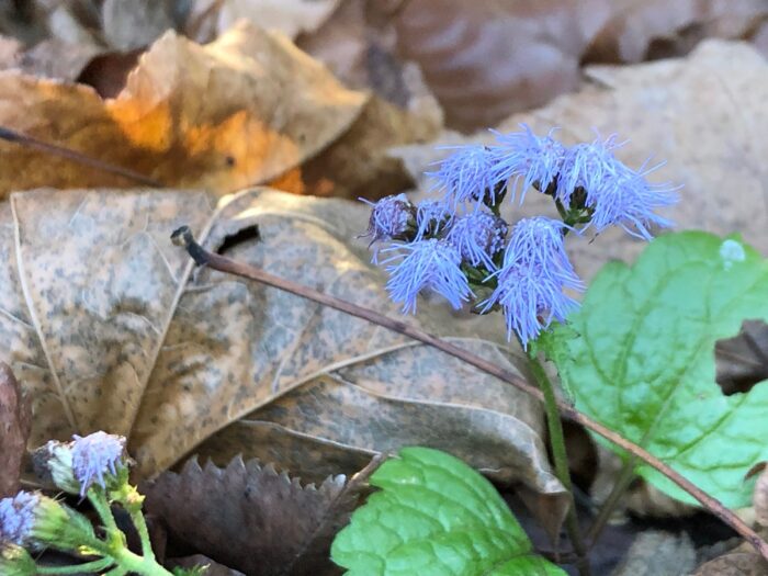 Blue Mist Flower, Conoclinium Coelestinum | Hardy Ageratum Native Plant Butterfly Garden Pollinator Monarch Seed Winter Sowing