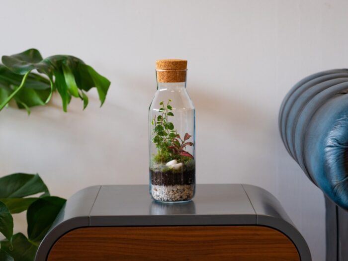 Bottle Diy Terrarium Kit With 27 cm Jar & Plants | Decor Fittonia Cute Mini Ecosystem