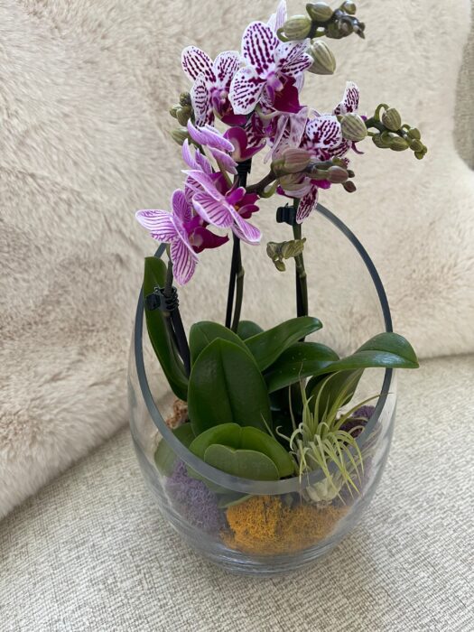 Clear Slant Cut Egg Glass Terrarium Orchid