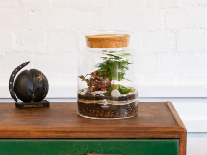 Closed Diy Terrarium Kit With Container, Plants & Decorations 25cm | Corked Jar Handblown Glass Miniature Garden