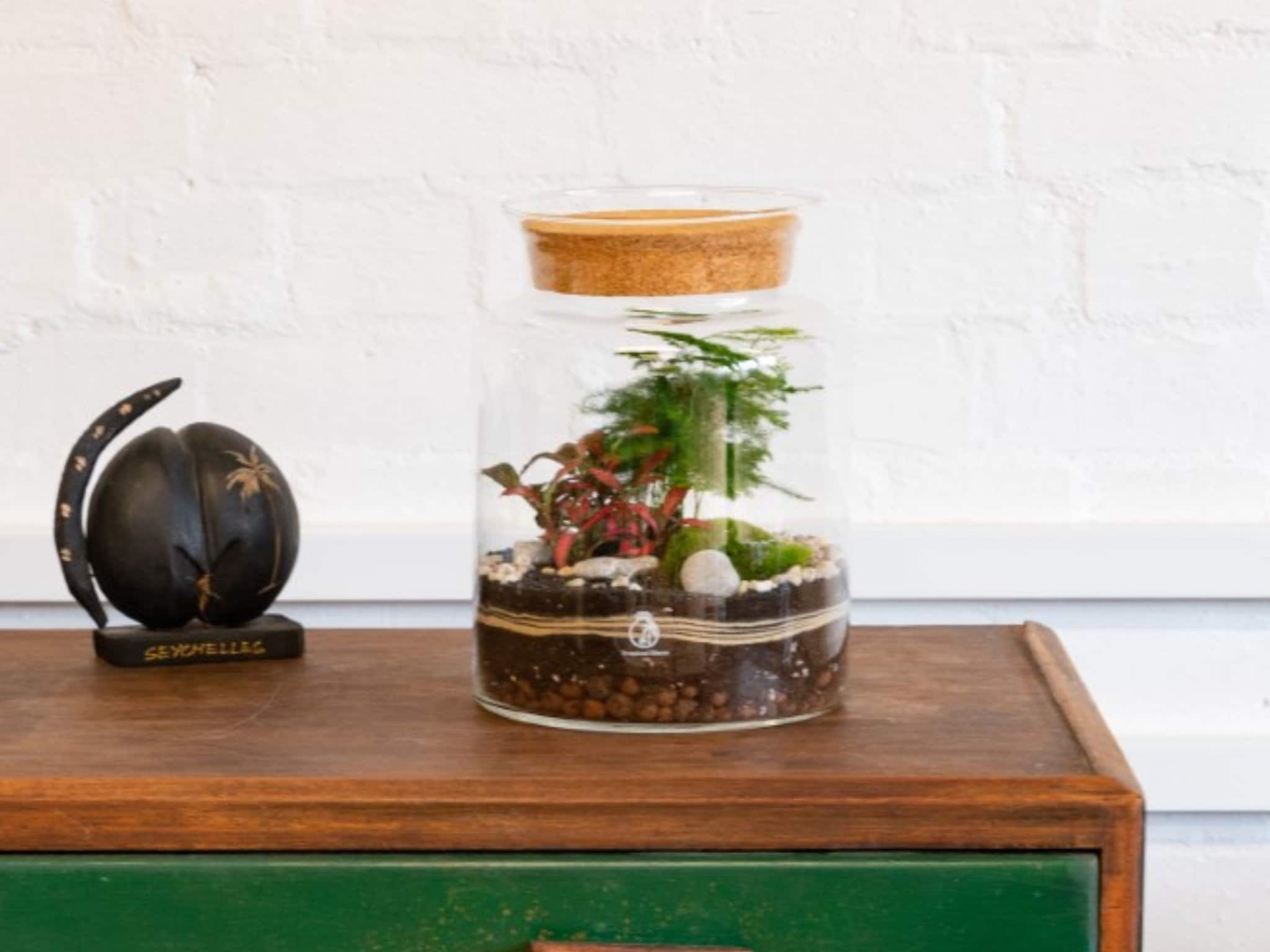 Closed Diy Terrarium Kit With Container, Plants & Decorations 25cm  Corked  Jar Handblown Glass Miniature Garden - Terrarium Creations