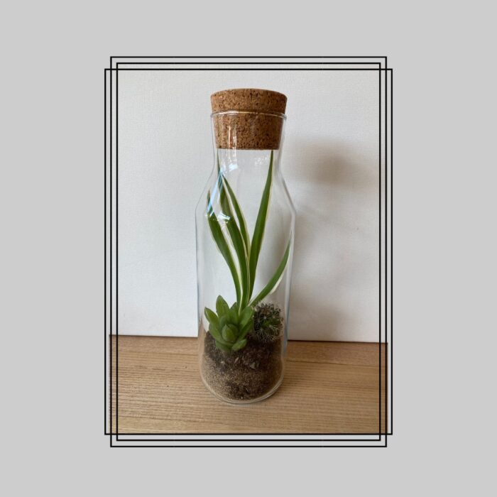 Customised Eco Friendly Present. Make At Home Terrarium Kit Ideal For Craft & Diy Lovers. Add Message Or Name To Gift. Cactus & Succulents