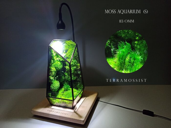 Decor Home Art Ready To Fly The Vertex Kit Preserved Moss Glass Visuel Relaxation Terrarium Exclusive Design By Terramossist Gallery