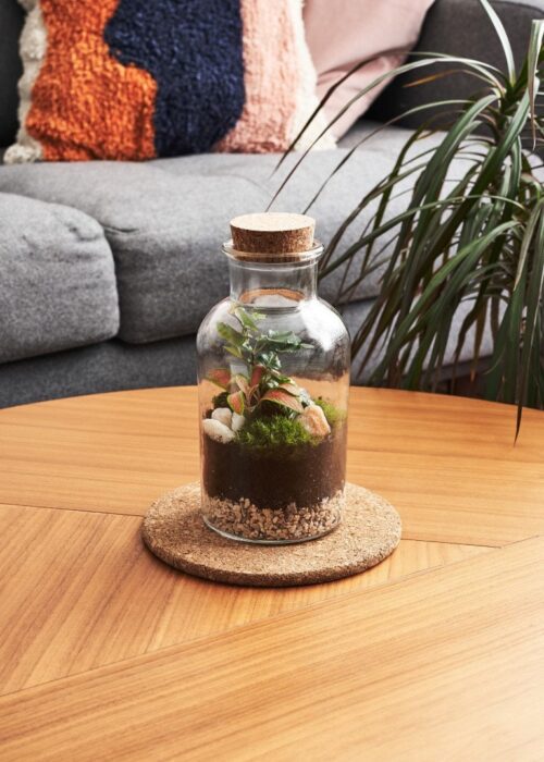 DIY Tropical Plant Terrarium Kit