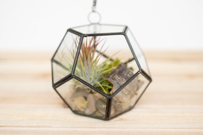 Diy Glass Pentagon Terrarium - Add Tillandsia Air Plants & River Rocks With Moss Plant Holder Container Display Fast Shipping