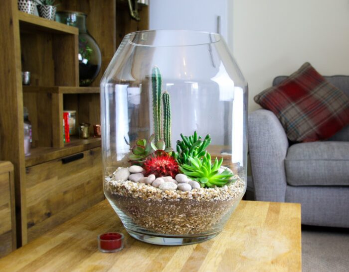 Extra Large Contemporary Glass Terrarium With Living Succulents & Cacti House Plants | Complete Terrarium Kit Instructions