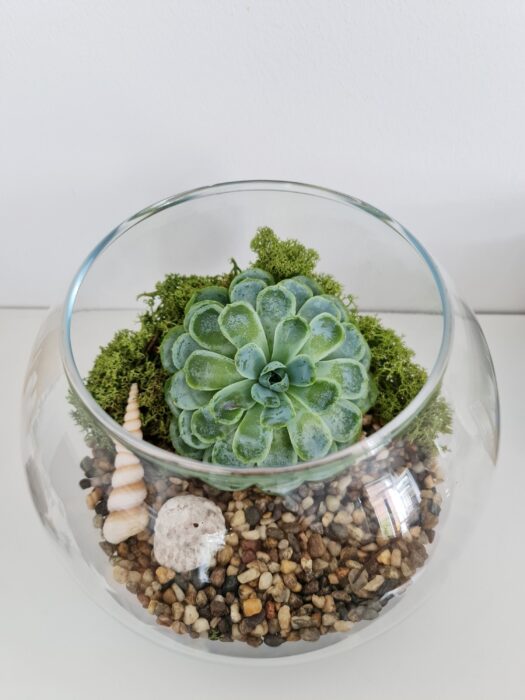 Fishbowl Round Glass Succulent Terrarium With Moss & Sea Shells I Birthday Gift Housewarming Present Plant Decor Diy Kit Garden Home