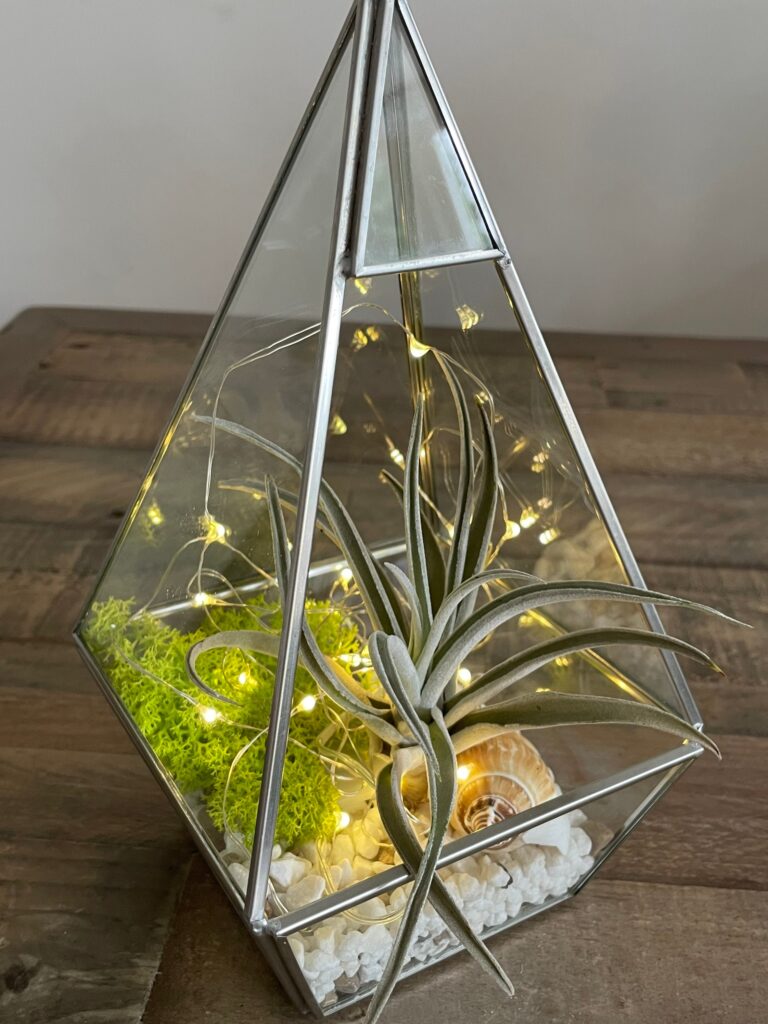 Geometric Air Plant Terrarium. Silver Pyramid Glass Plant Bonsai ...