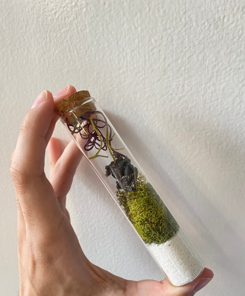 Glass Terrarium Tube/Vile Terrarium Creations