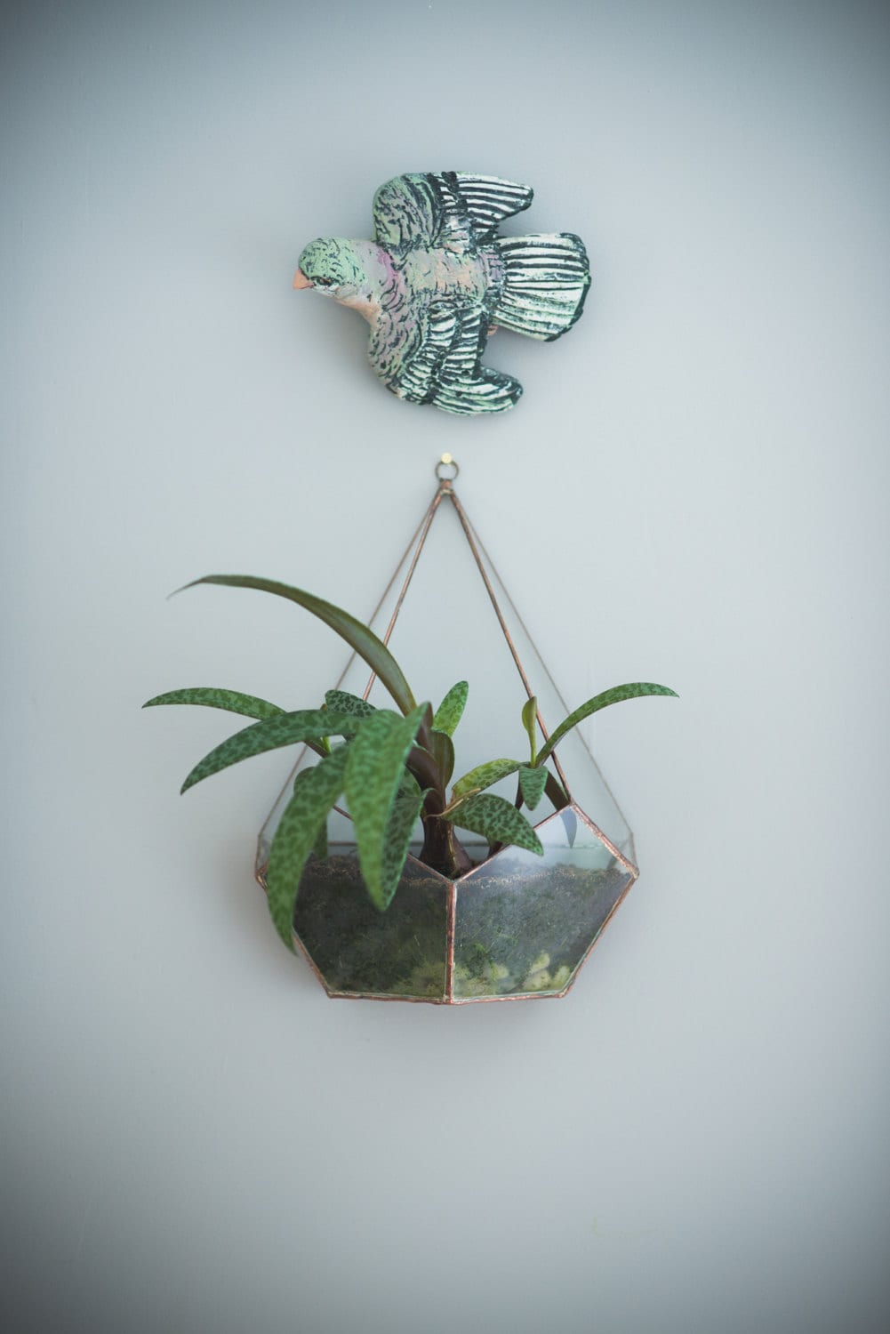 Extra Large Contemporary Glass Terrarium With Living Succulents & Cacti House Plants | Complete ...