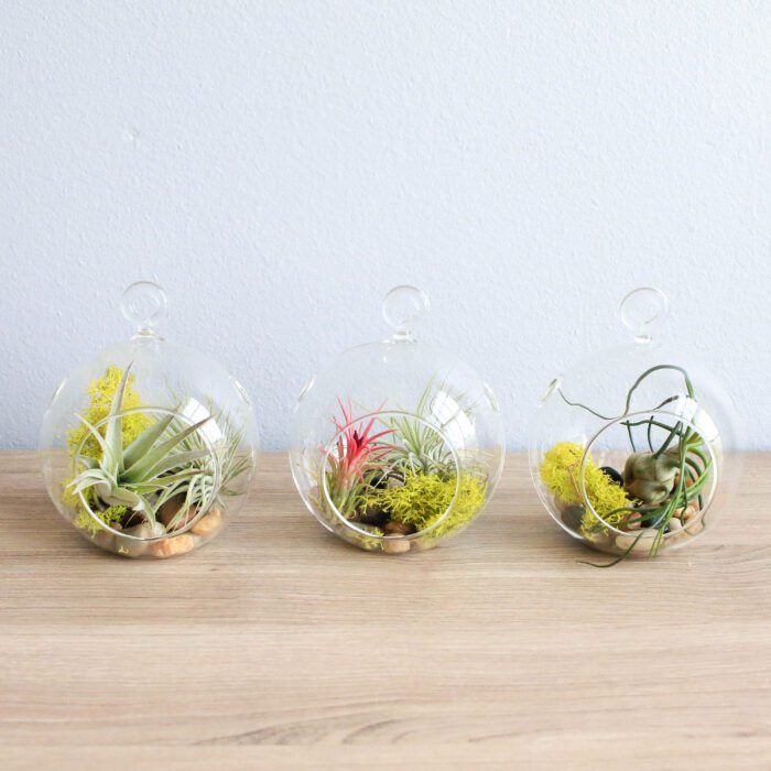 Hanging Air Plant Terrariums - Set Of 3 Stunning Glass With Five Plants Fast Free Shipping 30 Day Guarantee