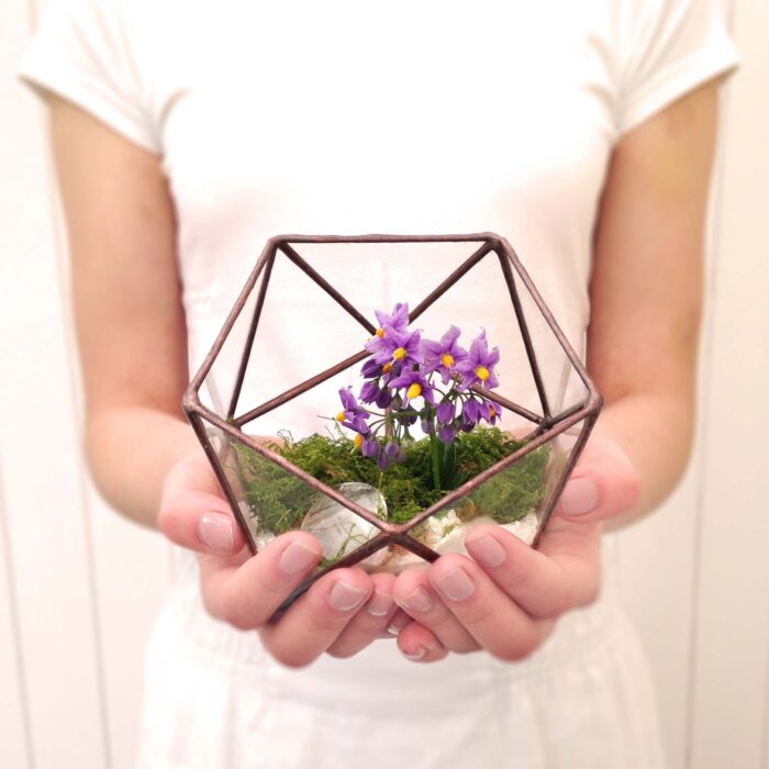 Icosahedron Small Geometric Glass Terrarium/Handmade Planter Indoor Gardening Urban Garden For Air Plant, Succulent & Cactus
