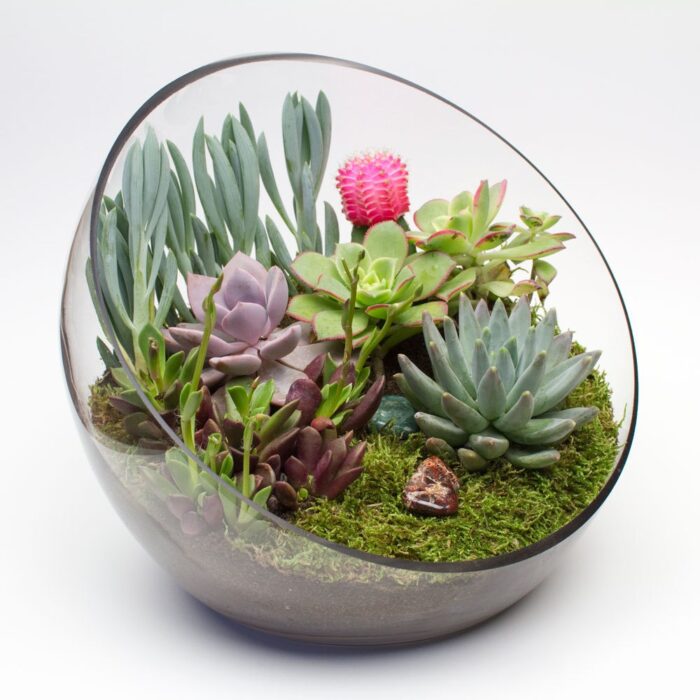 Juicykits Big Ol' Egg Diy Terrarium Kit With Cacti & Succulent Arrangement, Glass Terrarium, Centerpiece