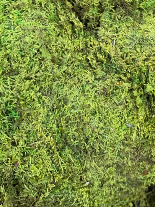 Live Moss Green Sheet Moss Preserved Long Term Ideal For Plant Arrangements