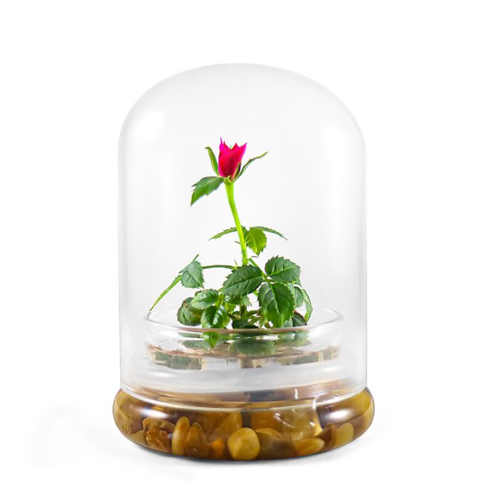 Live Rose Terrarium, Miniature in Self Sustaining Glass Jar, Maintenance Free, Great Unique Gift & Home Décor, 100% Growth Guarantee