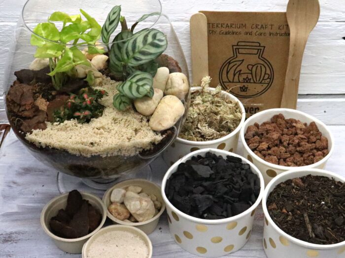 Medium Brandy Bowl Diy Terrarium Kit - 4 Plants Included, Craft Kit, Housewarming Gift, Birthday Gift For Plant Lover