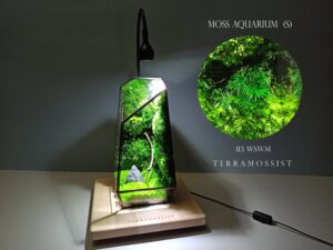 Miniature Art Ready To Fly Home Naturel Decoration Preserved Moss Glass Geometric Terrarium Exclusive Design By Terramossist Gallery