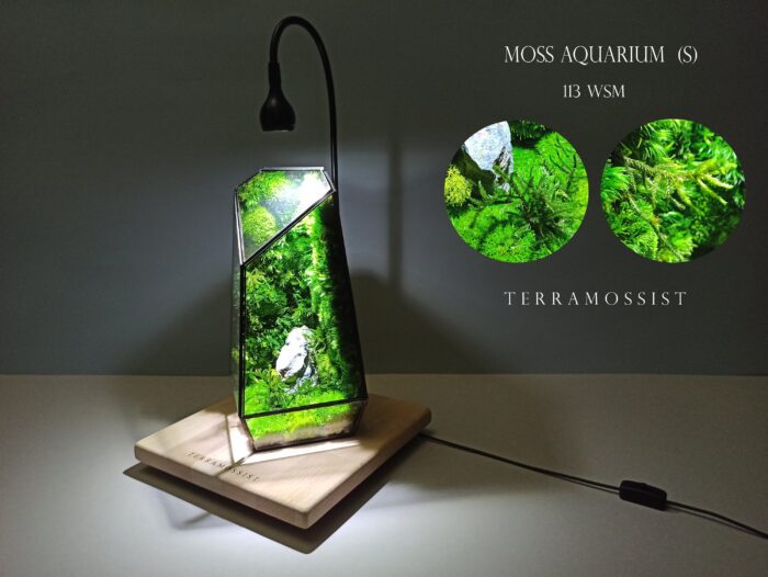 Miniature Forest Terrarium Art Plant Vertex Kit Preserved Moss Glass Vessel Geometric Jungle Outdoor Container Garden Home Decoration