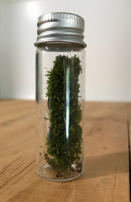 Minimalist Live Moss Terrarium - Plant in Glass